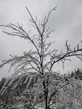 枯树雪景