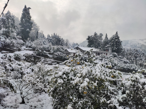 家乡的雪景