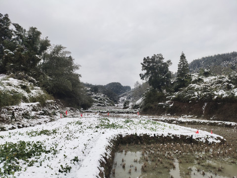 家乡的雪景