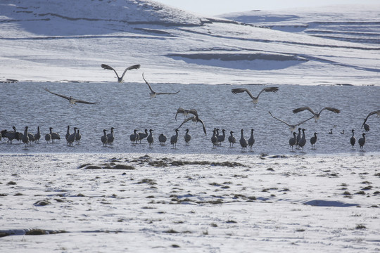 黑颈鹤雪地大海子湿地