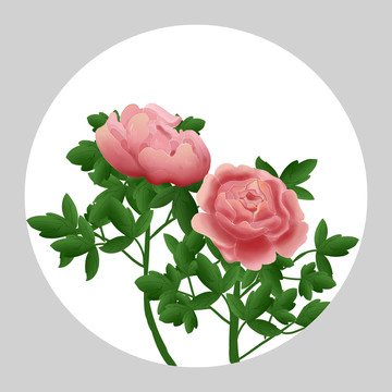 牡丹花手繪插畫