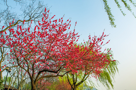 桃花树