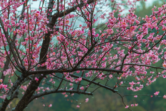 武汉东湖梅园的梅花