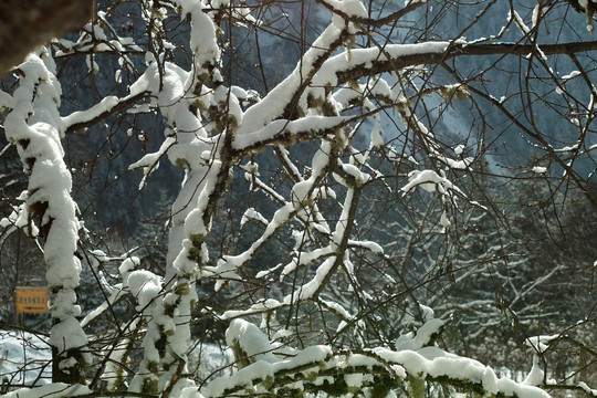 积雪的树枝