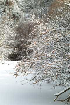 雪后的沙棘树