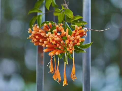 炮仗花