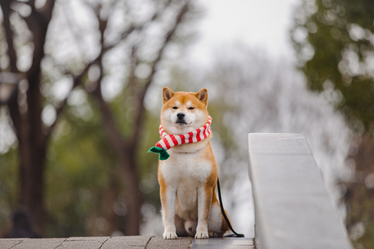 宠物柴犬高清写真