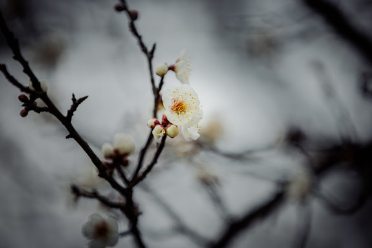 腊梅高清写真