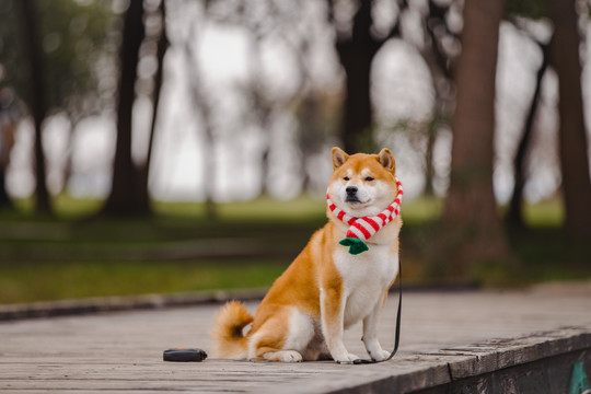 宠物柴犬高清写真