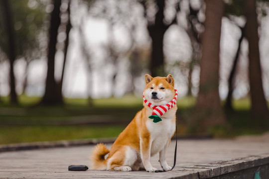 宠物柴犬高清写真