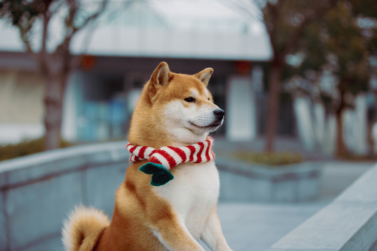 宠物柴犬高清写真