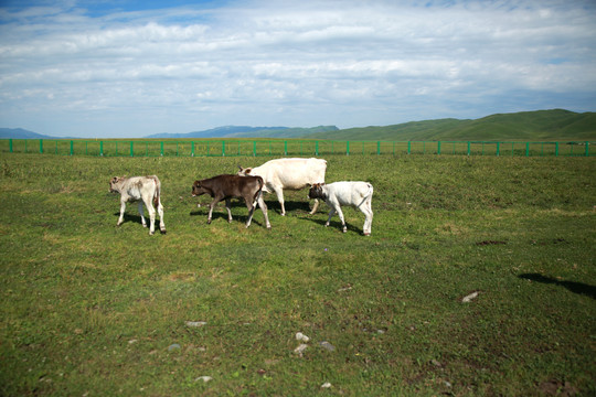 新疆那拉提草原牧野