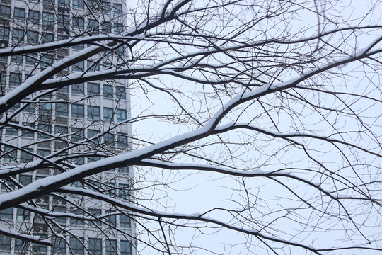 雪后的城市