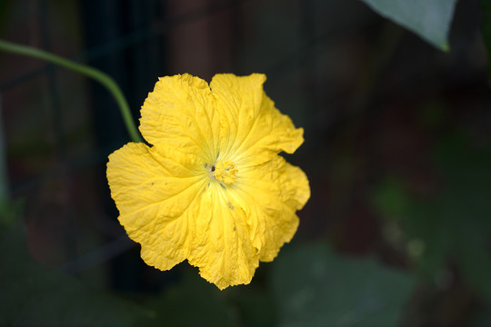 漂亮的丝瓜花