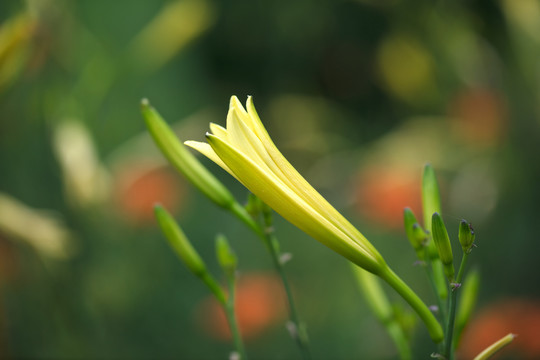 成熟的黄花菜