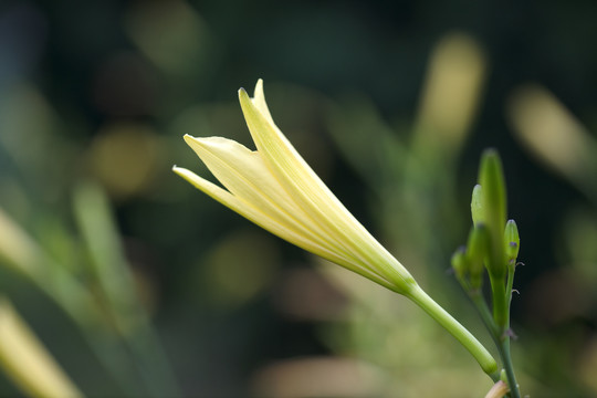 成熟的黄花菜