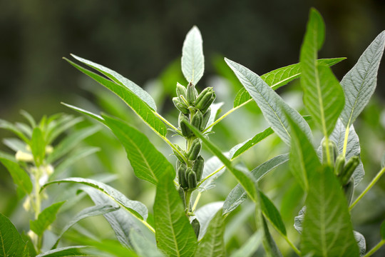 夏末北方的芝麻地