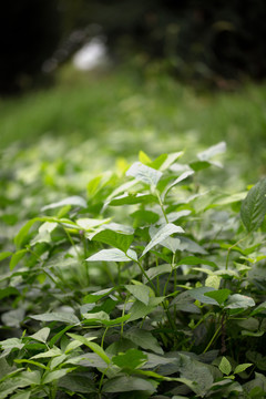 茂盛的苋菜和绿豆秧