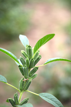 挂满果实的芝麻农作物