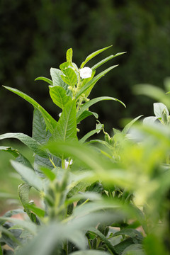 农田里种植的芝麻