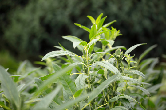 农田里种植的芝麻