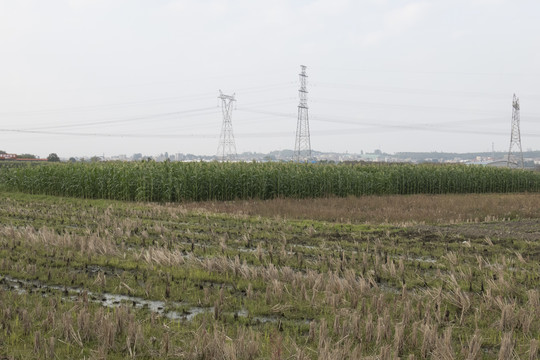 田地里的玉米林