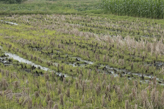 春季被水稻被收割后剩下的稻秸