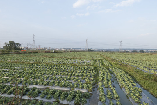 卷心菜种植基地