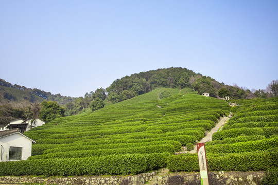 龙井茶山