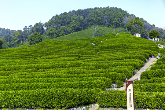 龙井茶山