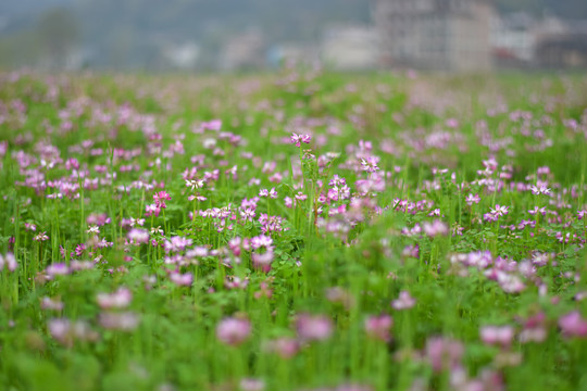 豌豆花