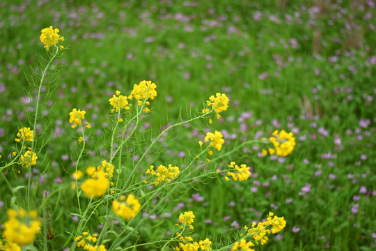 油菜花