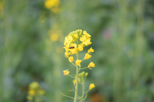 油菜花