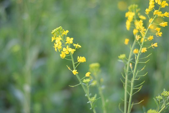 油菜花