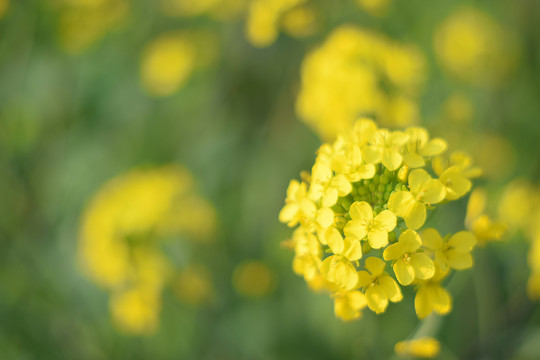 油菜花