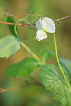 豌豆花