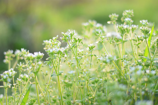 油菜花