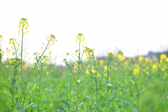 油菜花