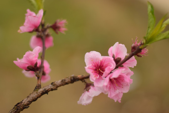 桃花