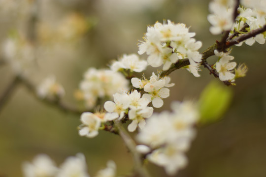 桃花