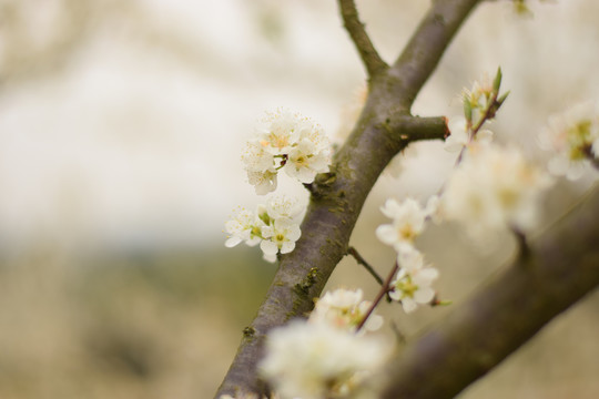 桃花