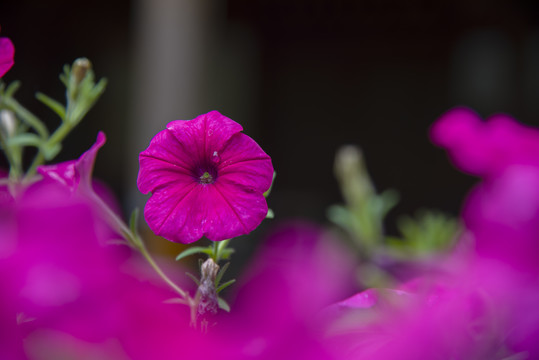 牵牛花