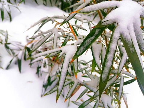 积雪竹叶