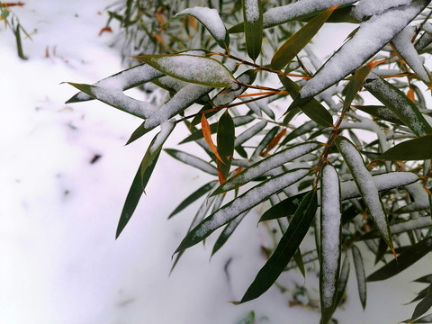 雪后的竹叶