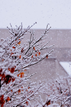 雪景树木