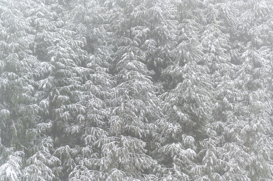 寒潮降雪树木枝头白雪覆盖