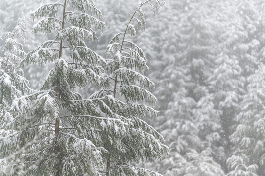 寒潮降雪树木枝头白雪覆盖