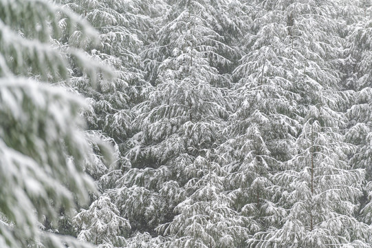 寒潮降雪树木枝头白雪覆盖