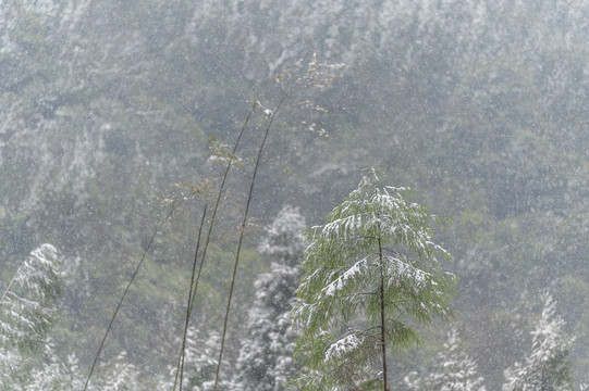 寒潮降雪树木枝头白雪覆盖