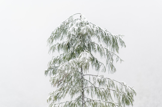 寒冷天气树木枝头积雪覆